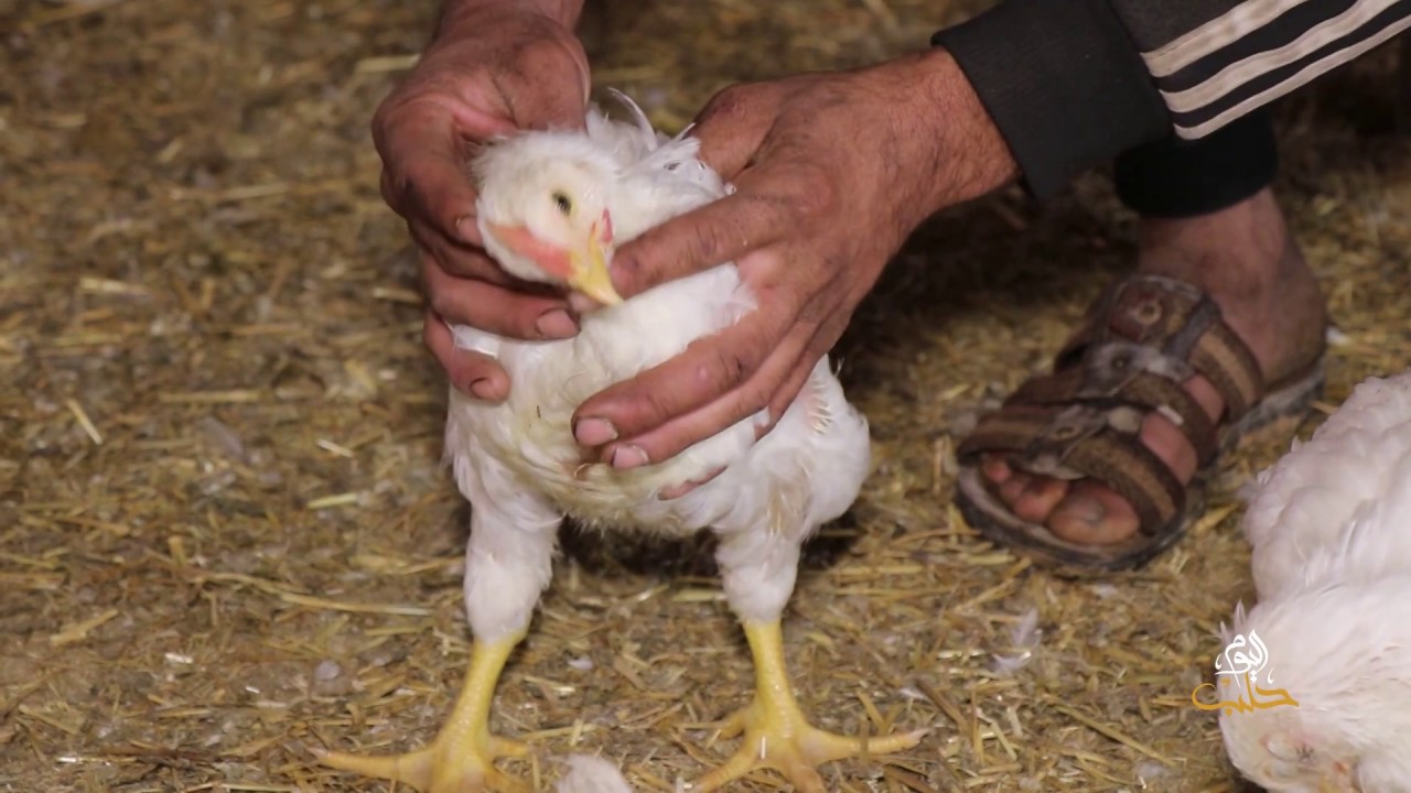 طاعون الدجاج يتسبب بنفوق الآلاف من طيور الدجاج بمداجن بلدتي مركدة والصور بريف الحسكة الجنوبي