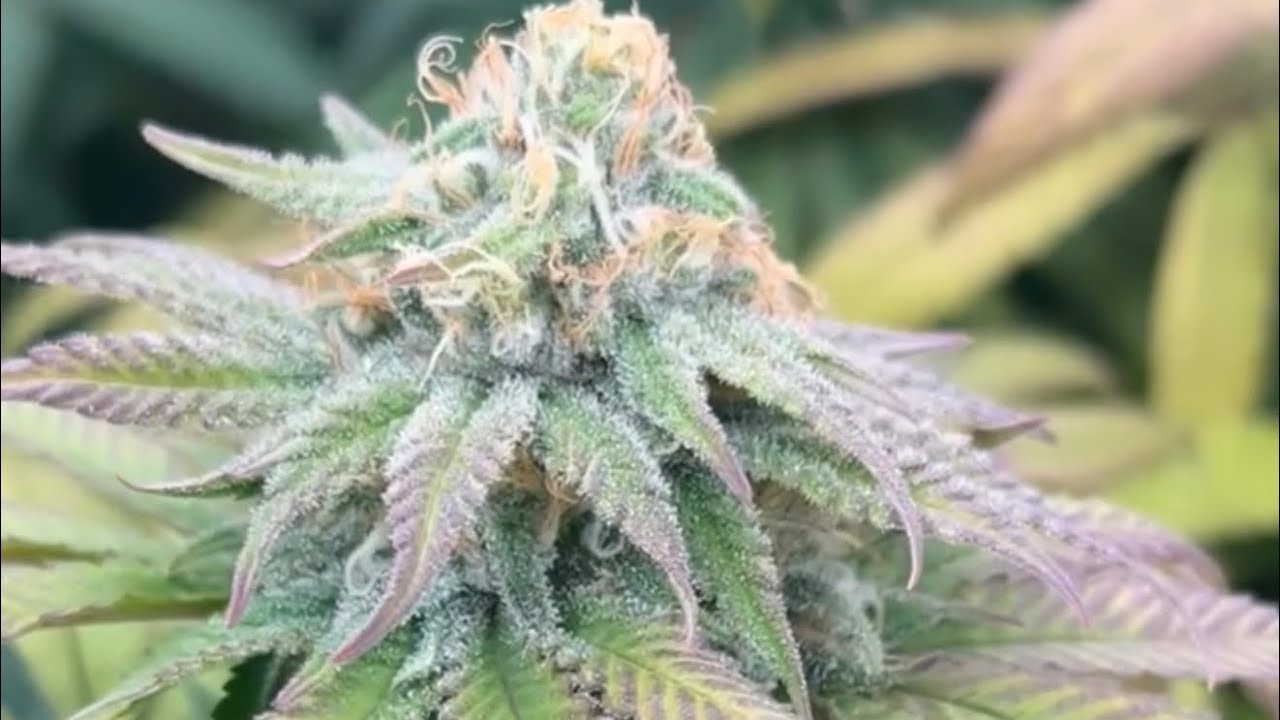 Growing INSANELY FROSTY Buds!