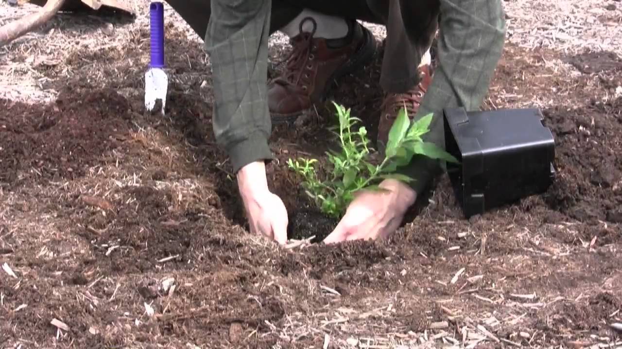 How to Plant  and Care for Butterfly Bush