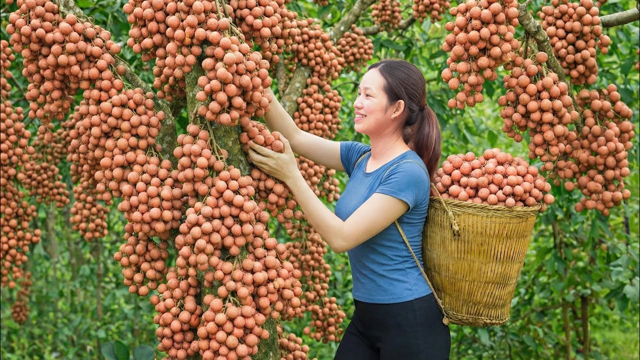 Harvesting Rare Wild Longans High in the Mountains | Making Delicious Longan Jelly Tea