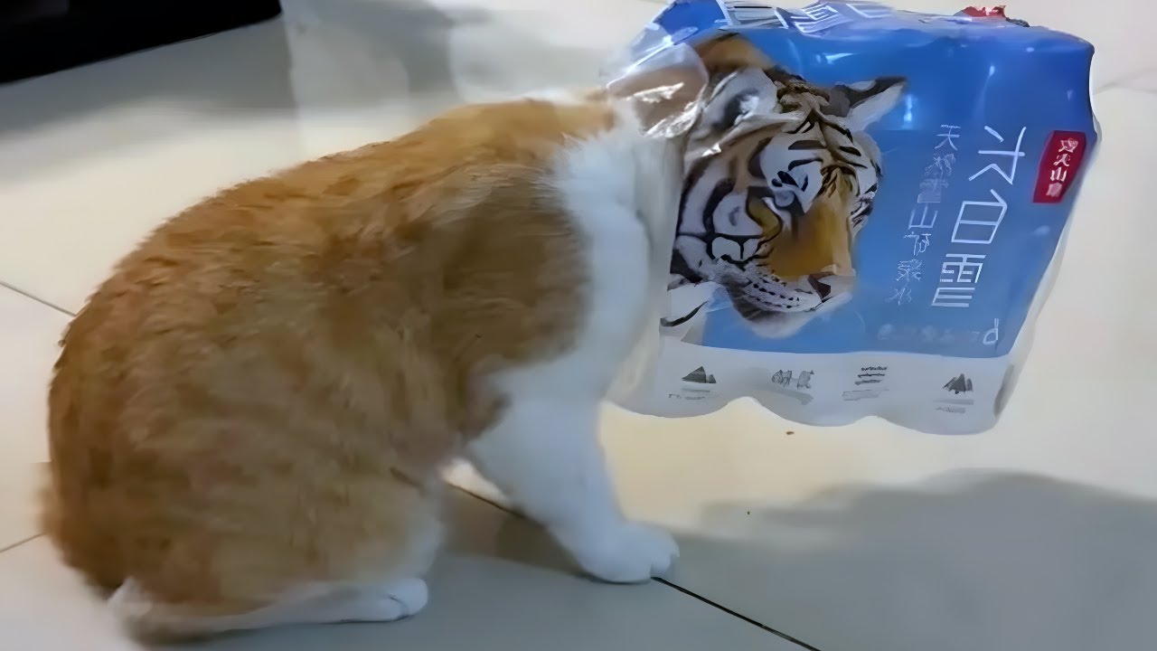 cats being strange