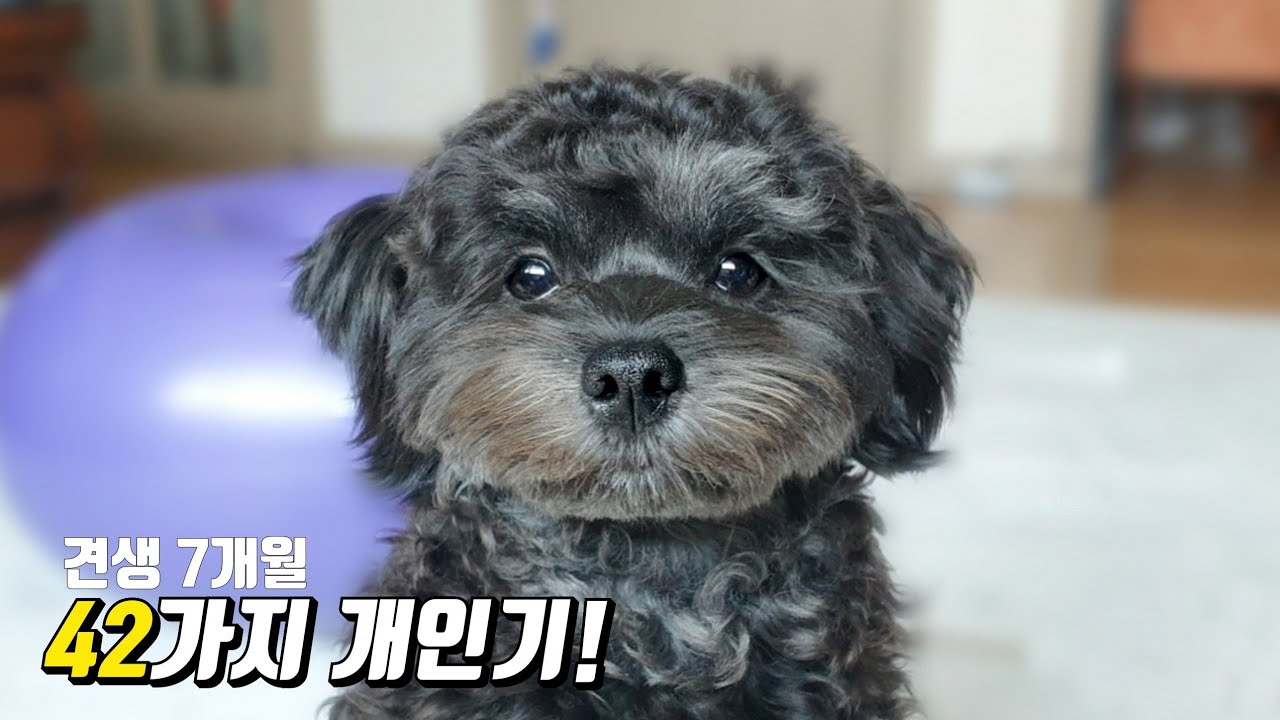 Коллекция из 42 умных навыков собаки/ 42CUTE DOG TRICKS