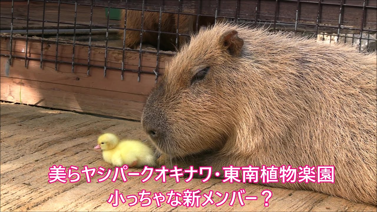 カピバラ （東南植物楽園篇）小っちゃな新メンバー？