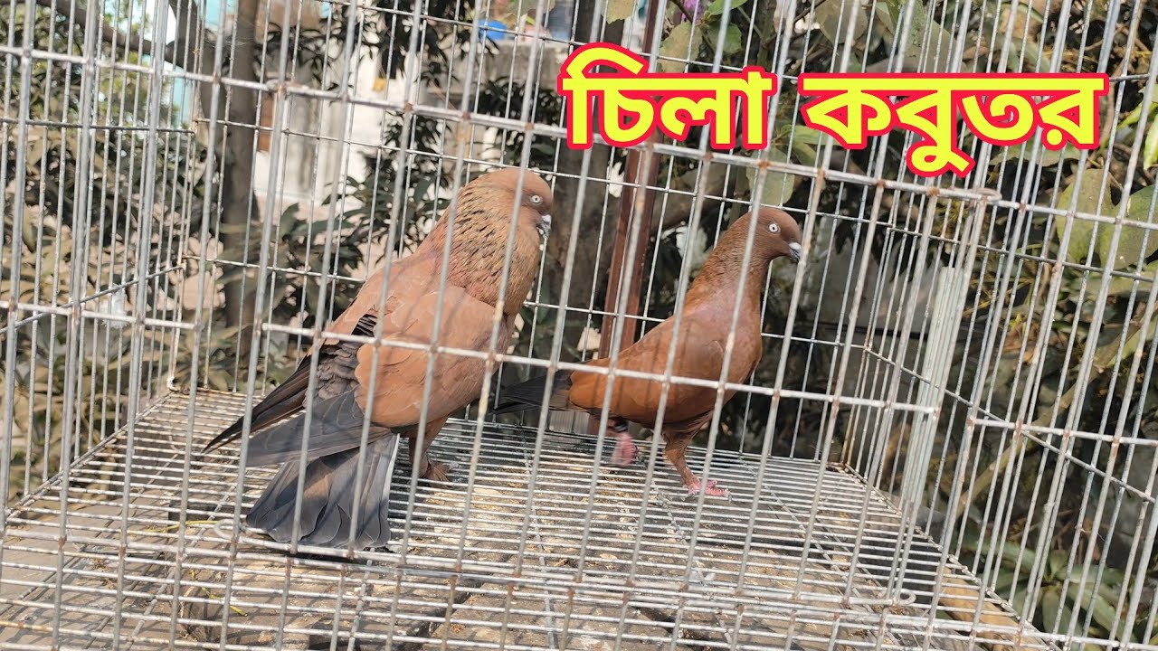 টাকা হলেই ভালো জাতের কবুতর পাওয়া যায় না?