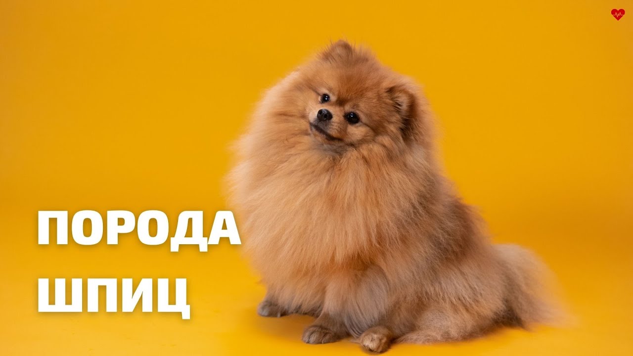 Шпиц. Всё о породе.