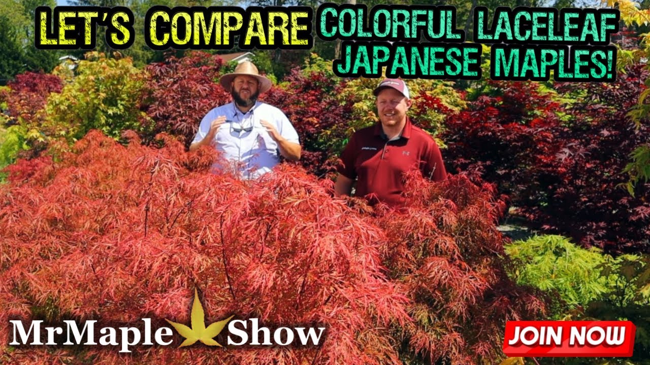 Comparing Colorful Laceleaf Japanese Maples! | Saturday Showcase