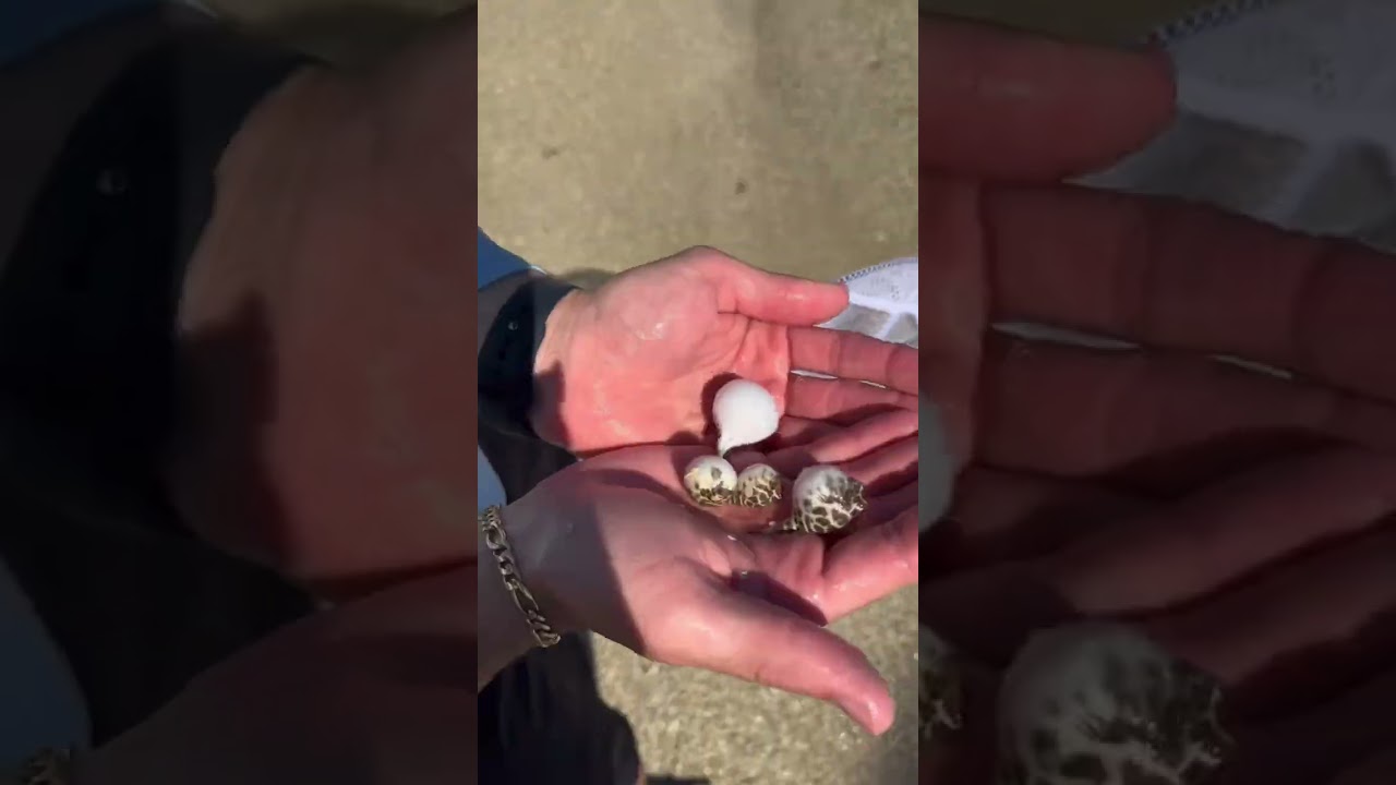 Catching TONS of Baby PUFFER FISH&hellip;🐡