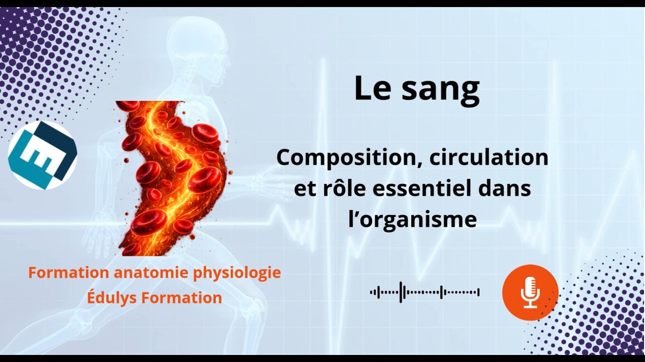 Le sang - Composition, circulation et rôle dans l'organisme - Édulys formation