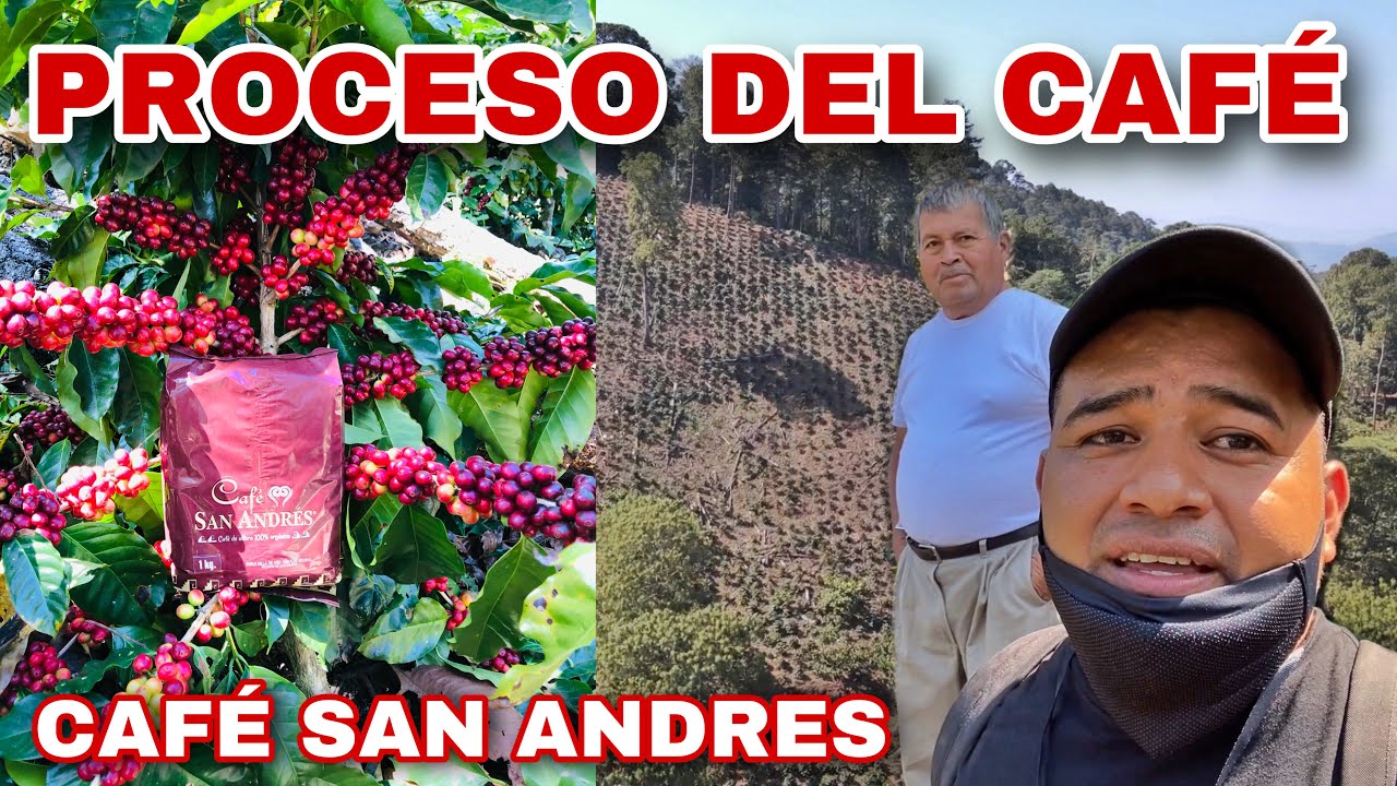 PROCESO DE PRODUCCIÓN DEL CAFÉ EN OAXACA