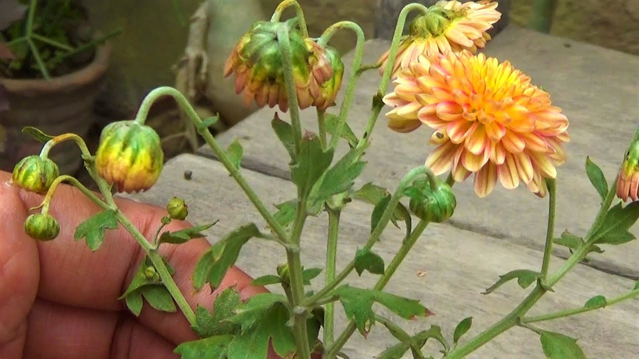 What's Difference in Plant Shifting_repotting and Transplanting | Basic Info Can Make You A Gardener