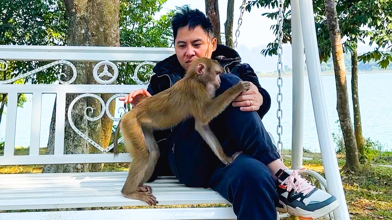Monkey Kaka wants to be petted by dad but her dad can't do that