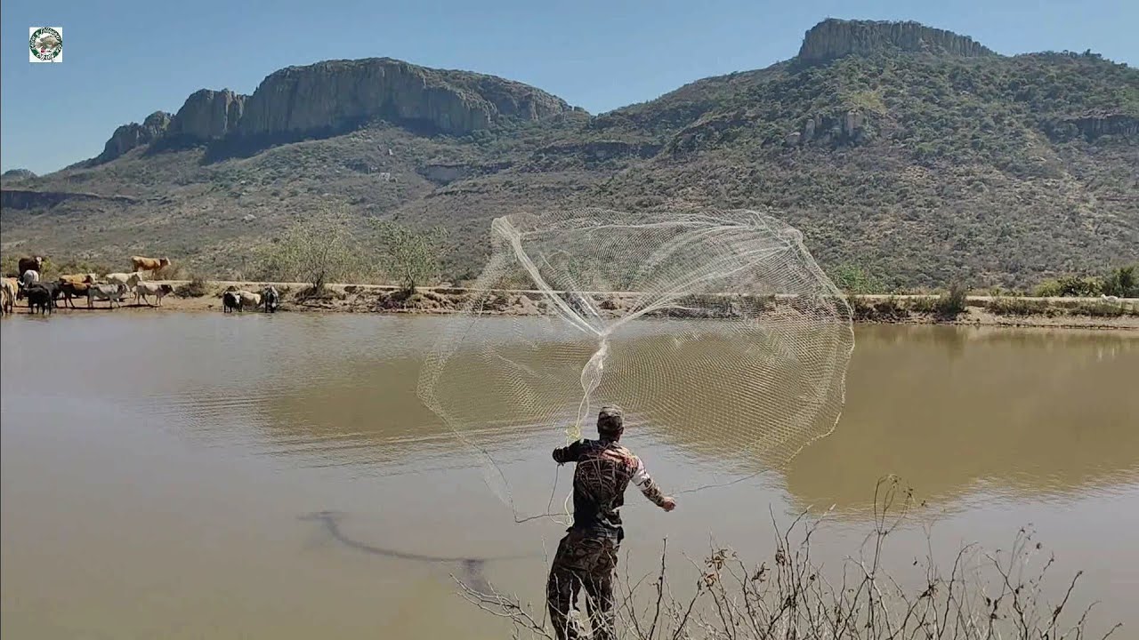 Abrevaderos en la sierra llenos de tilapias no lo vas a creer cuanta tilapia encontré en ellos