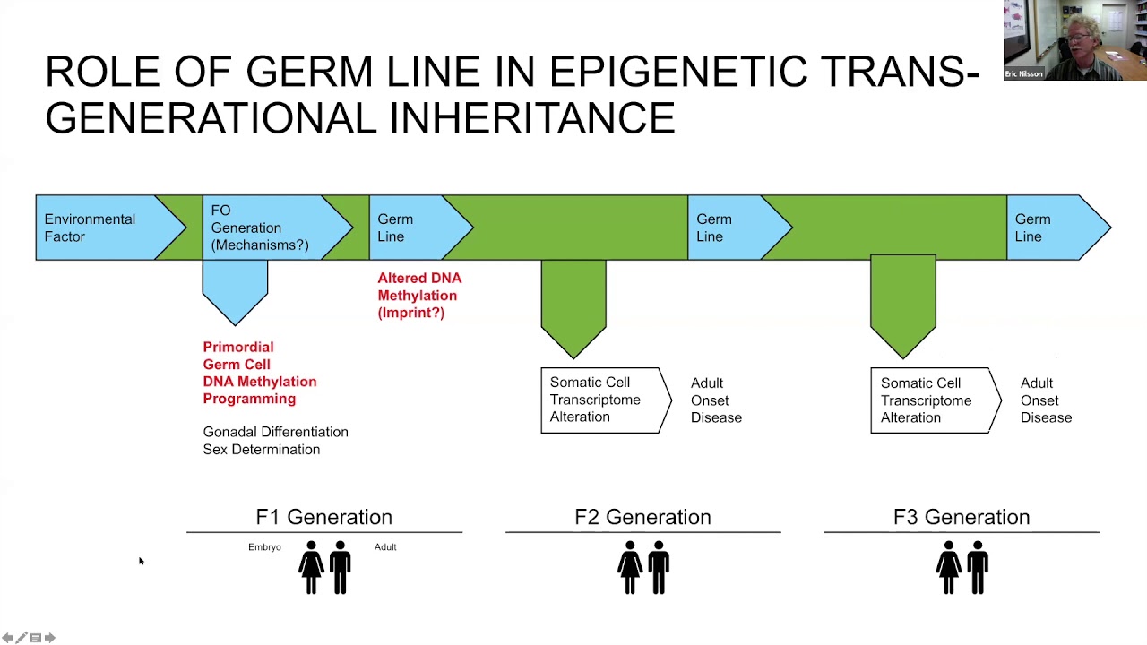 Glyphosate, Epigenetics and Transgenerational Inheritance of Disease