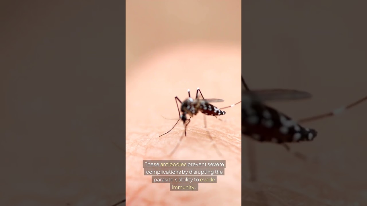 Global Health Milestone: Antibodies Targeting Malaria&rsquo;s Deadliest Parasite