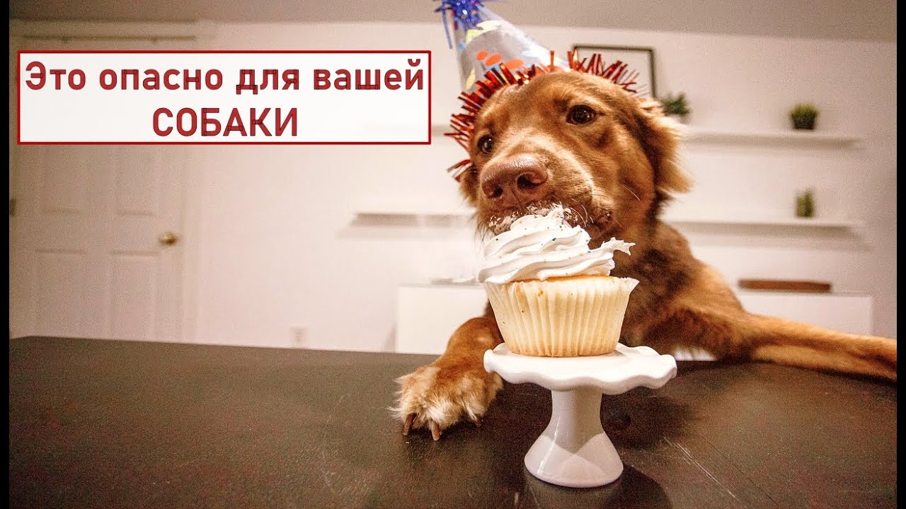 Чем нельзя кормить СОБАКУ. Как избежать ошибок в питании питомца
