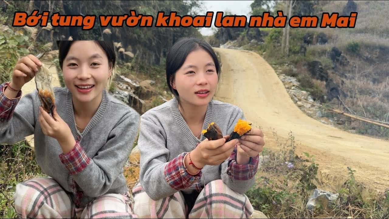 Em Thuỷ bới tung vườn khoai lan nhà em Mai chỉ vì sở thích cá nhân ! | Em Thuỷ Lào Cai 
