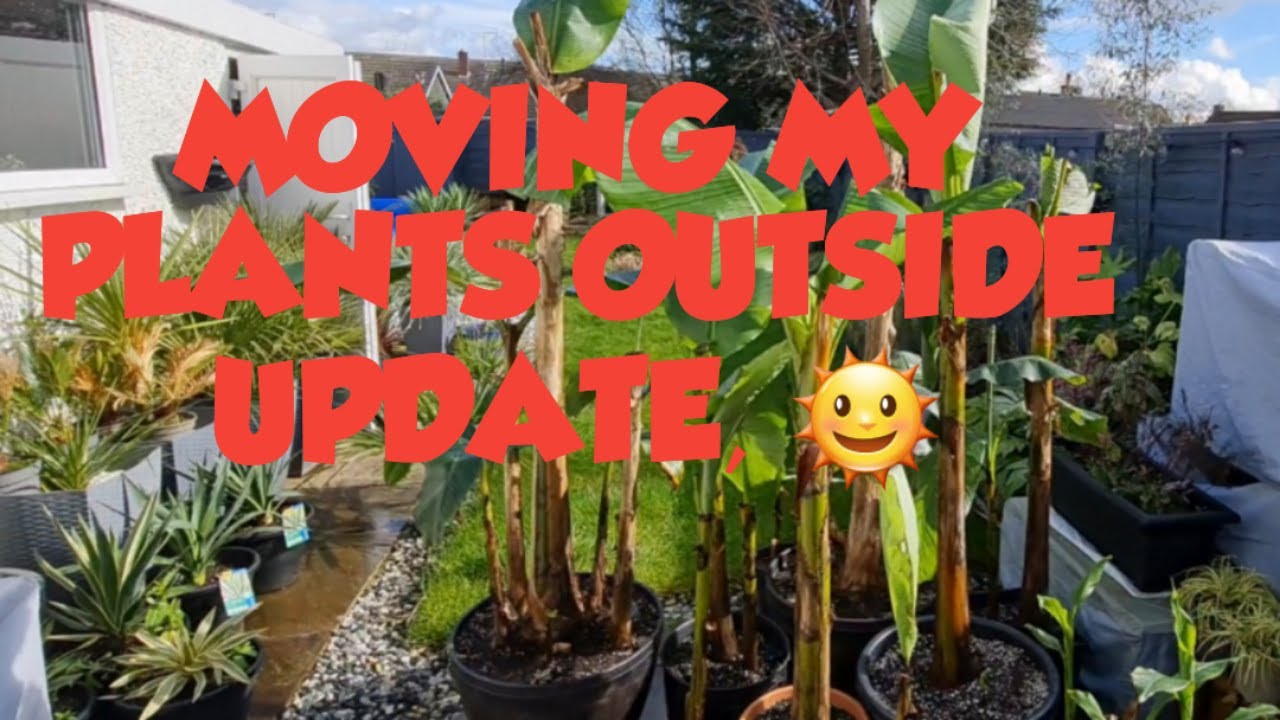MOVING MY PLANTS OUTSIDE UPDATE