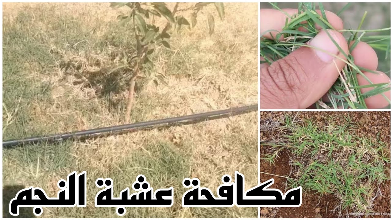 طرق مكافحة عشبة النجم الضارة وسط الاشجار المثمرة