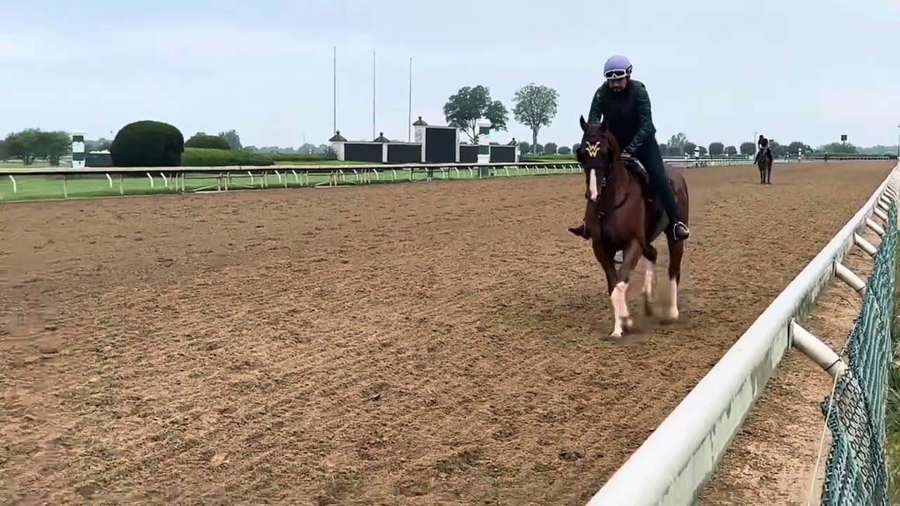 A flashy horse from the Wesley Ward Barn