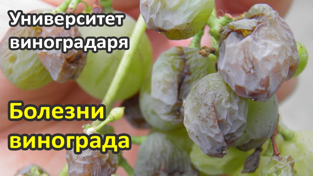 12. Болезни винограда, профилактика и борьба с ними