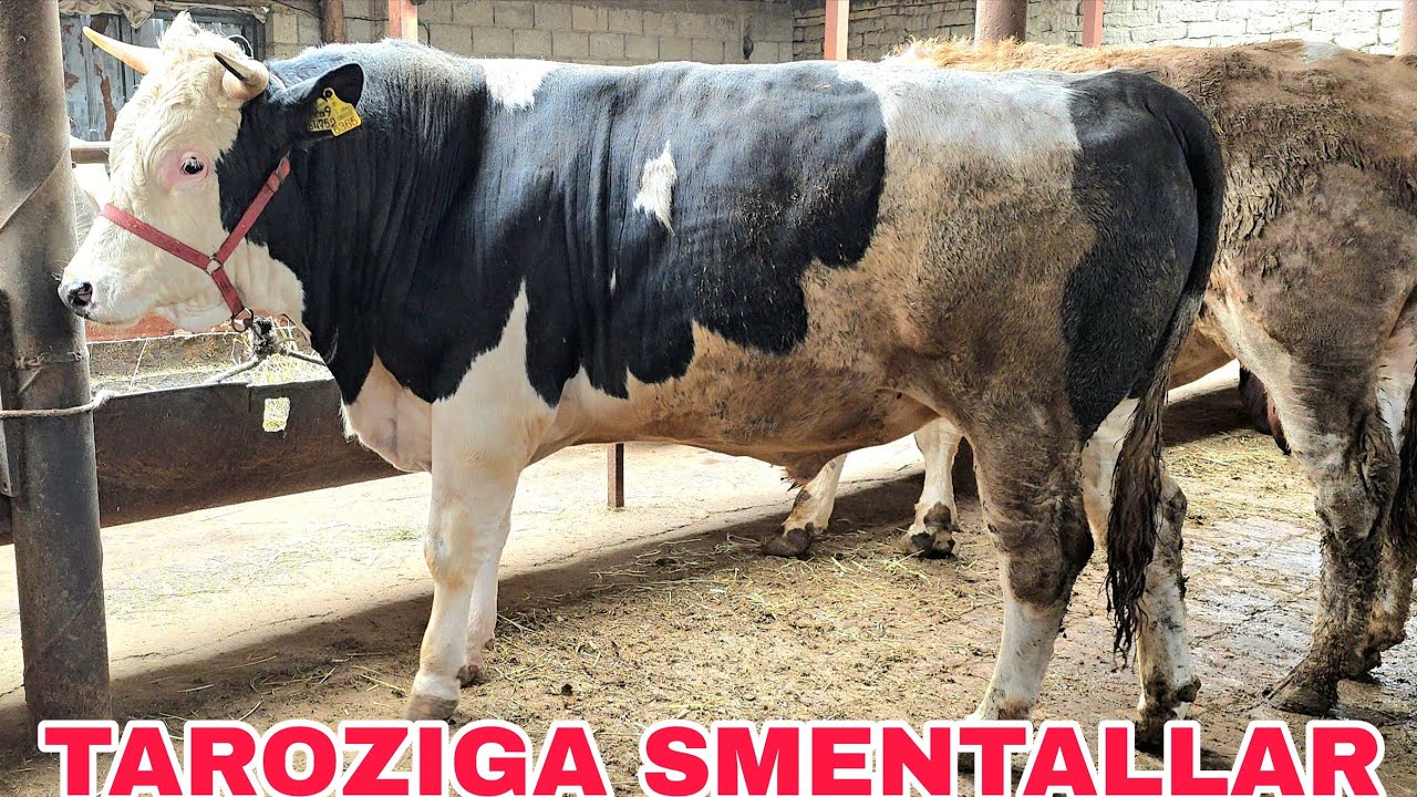 Navro'z akani fermalariga rassiski smentallar  tarozidagi narxalri 14 марта 2026 г.