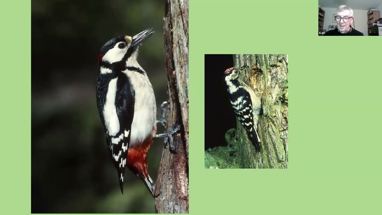 Lesser Spotted Woodpeckers - can we halt the decline in Britain?
