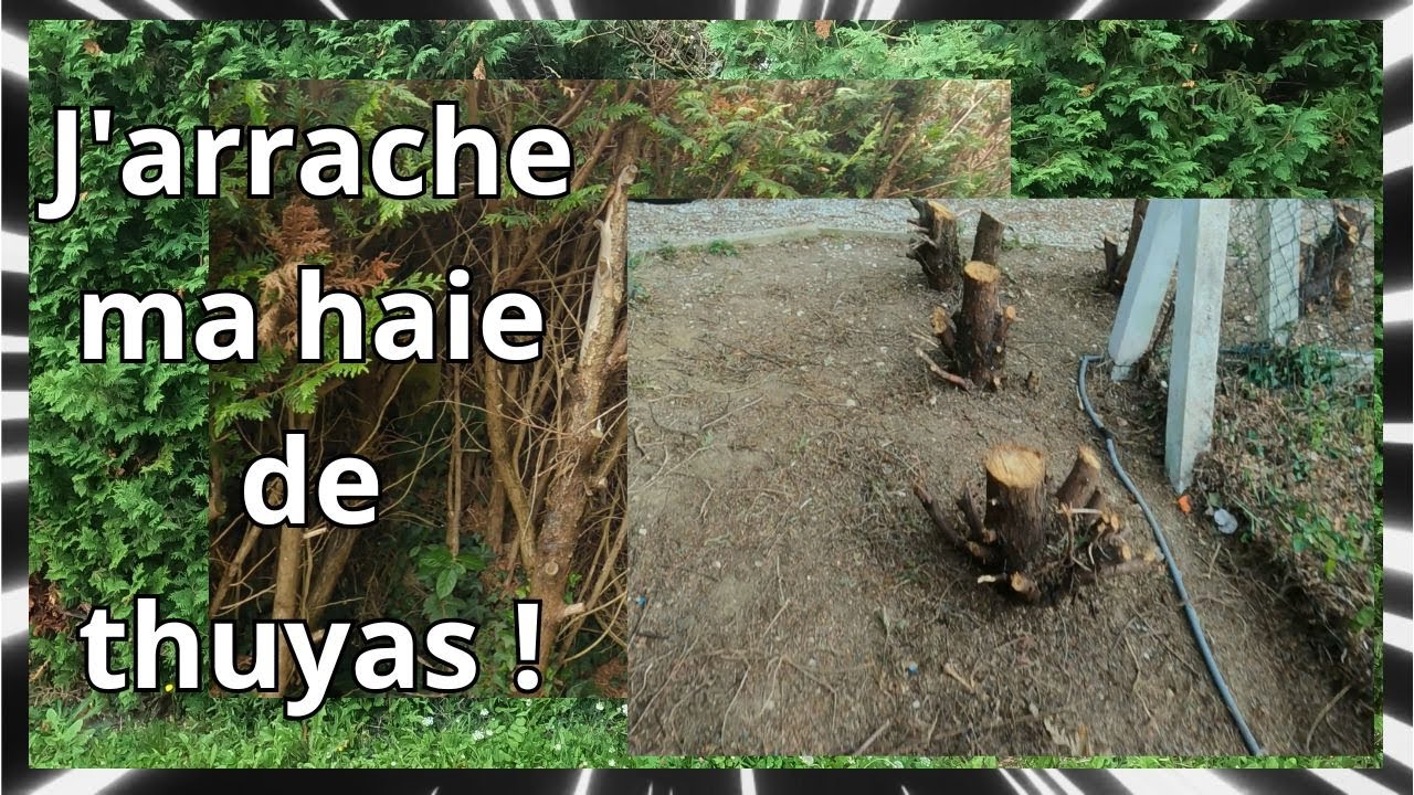 J'arrache ma haie de thuyas !