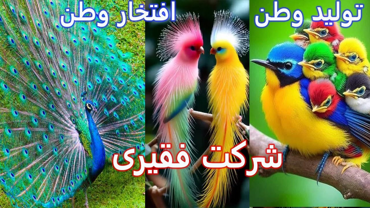 شرکت فقیری | تلاش از صفر تا موفقیت