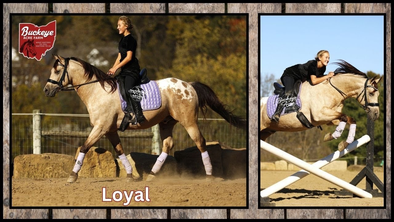 loyal | 7 Yr | 15.1 Hand | Gelding | Cowgirl Cadillac Sale | English | Fox Hunter | Dressage | Safe