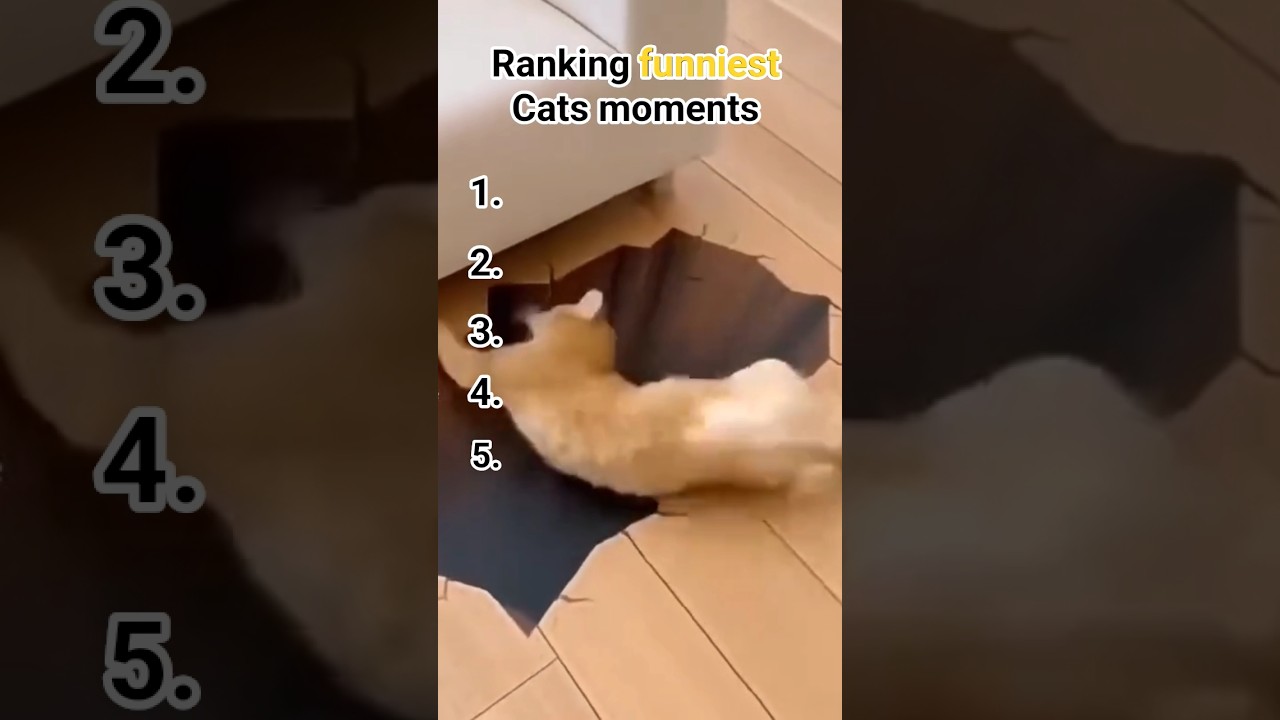 #cat