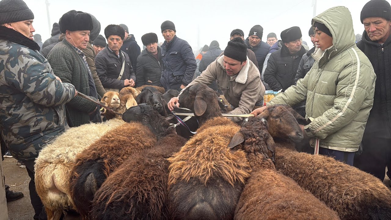 Beshariq ot va qoʻy bozori bugungi narhlar bilan tanishing 1.02.2026yil