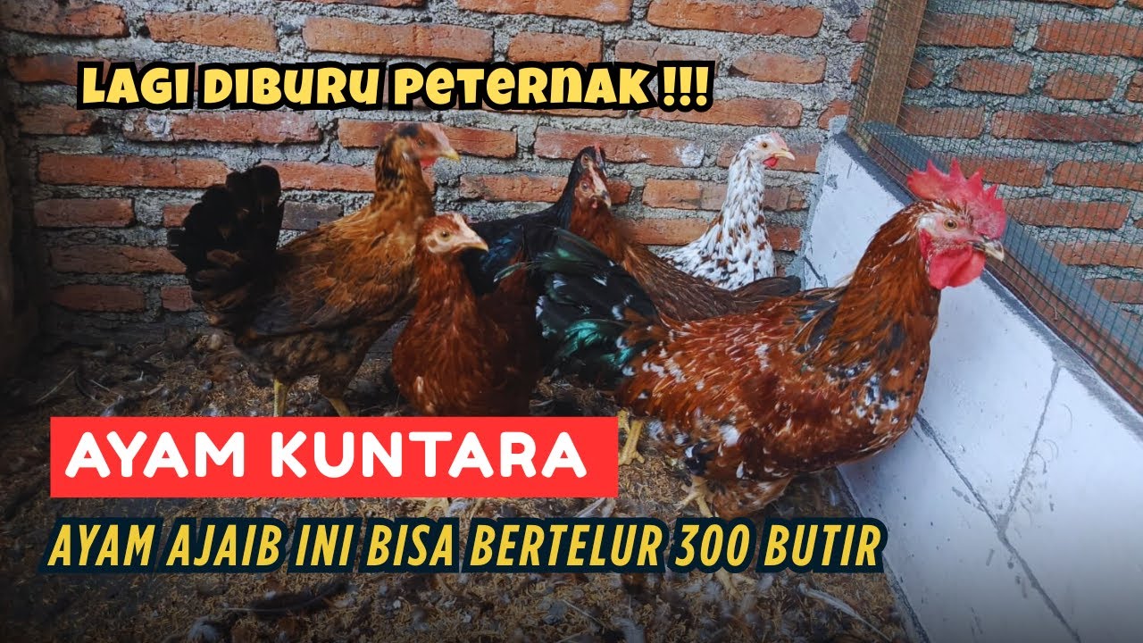LAGI DIBURU Peternak, Ayam KUNTARA, Telurnya Banyak Tapi Hemat Pakan