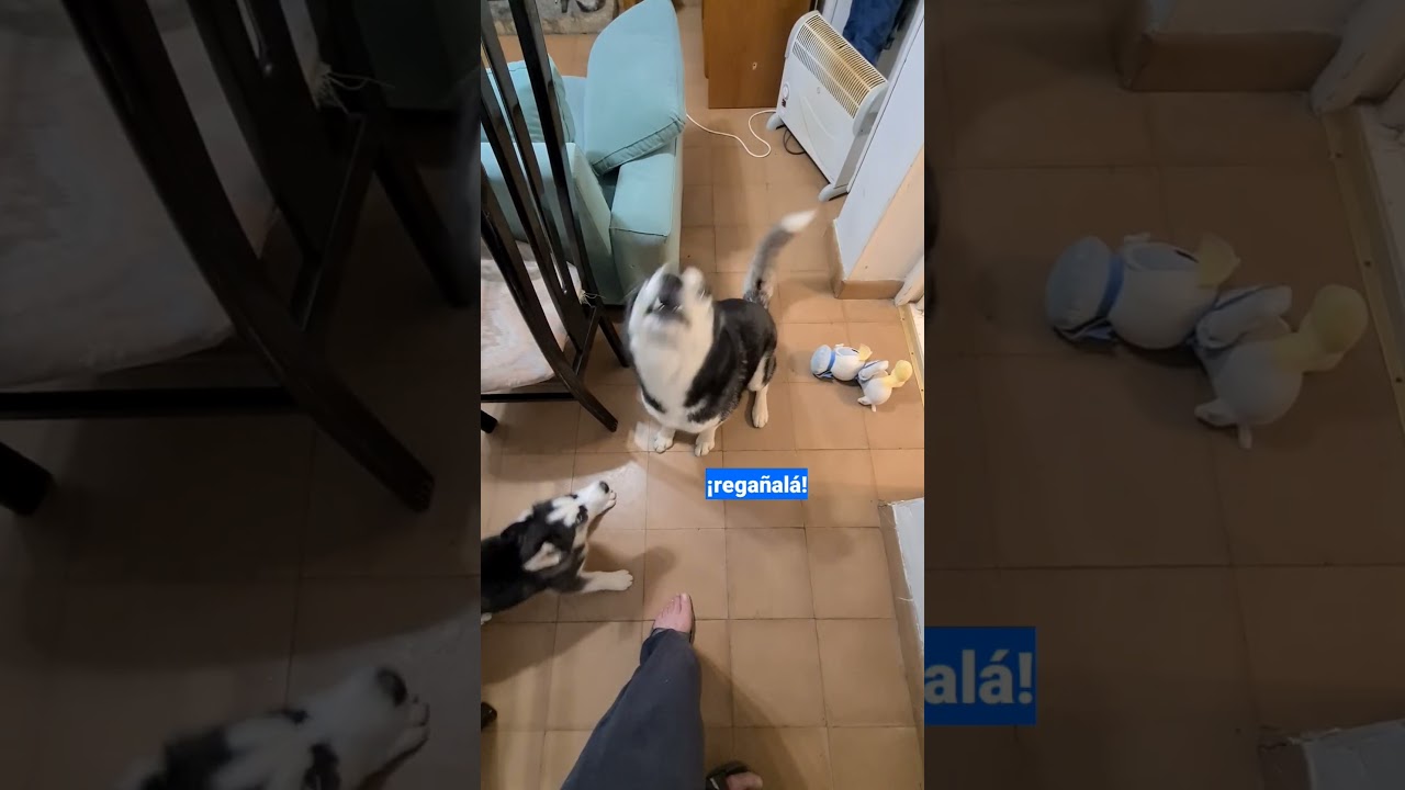 &iexcl;Es Mala 🐶 a veces!😂 &iexcl;ESTE HUSKY HABLA!