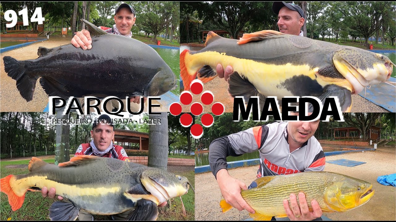 Pesqueiro MAEDA - Tanque 7 e seus grandes peixes (Fishingtur 914)