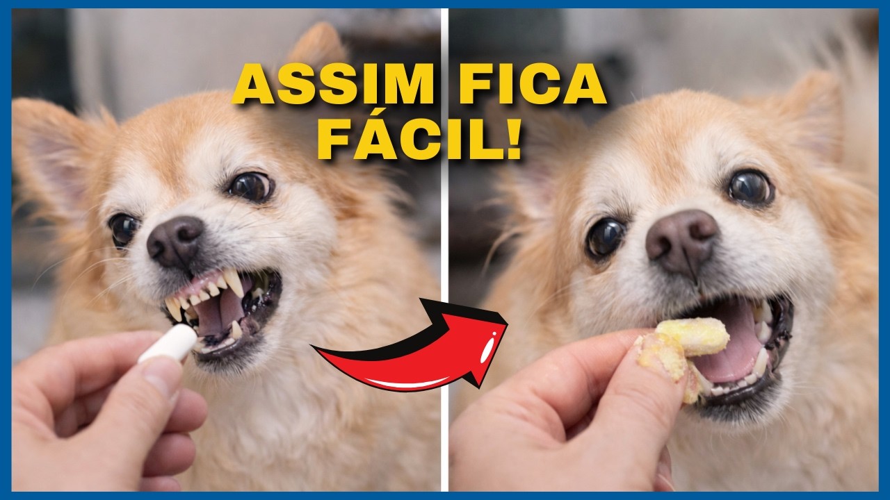 Como Faço para Administrar 30 COMPRIMIDOS AO DIA Para Cães e Gatos SEM DIFICULDADE
