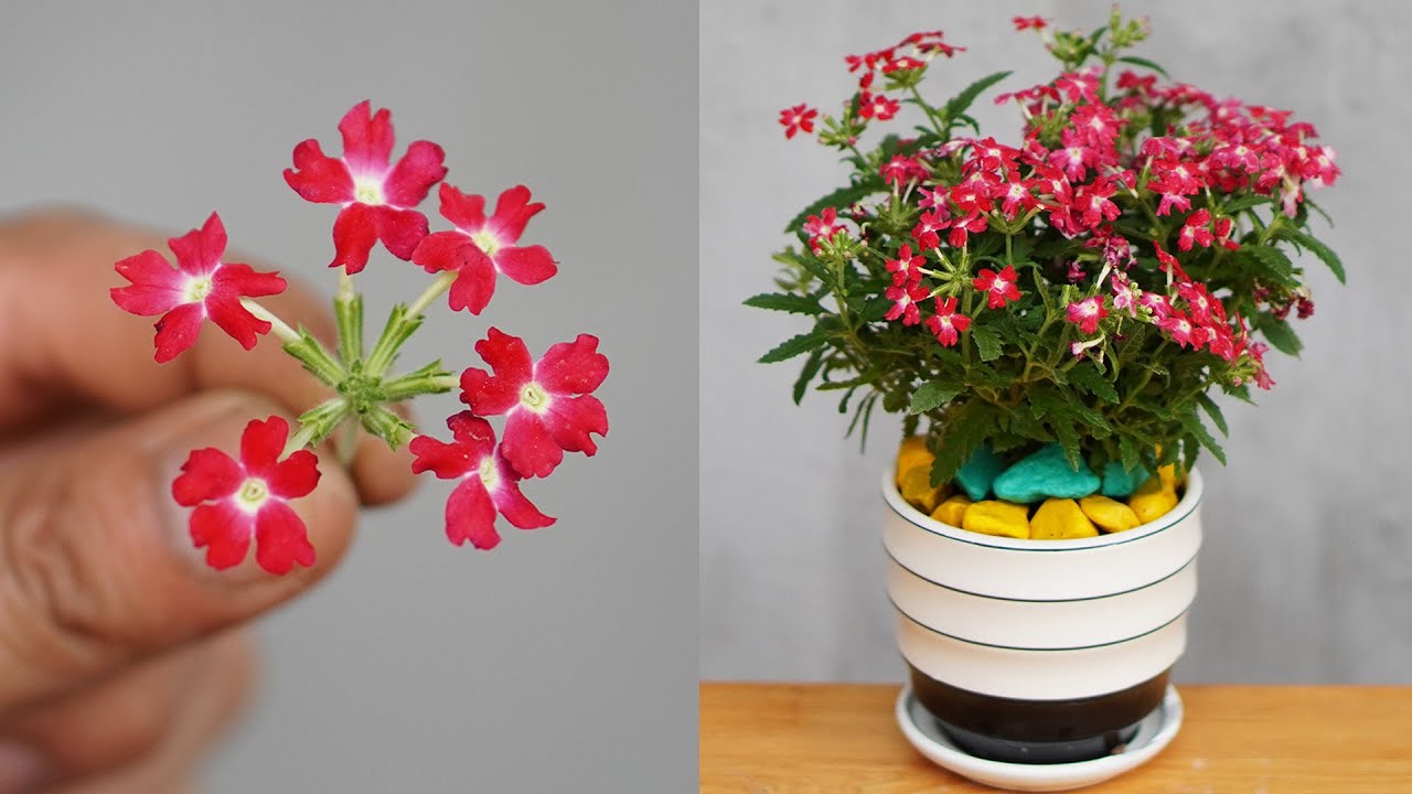 Tips For Planting And Caring For Verbena Hybrida With Effective Flowers