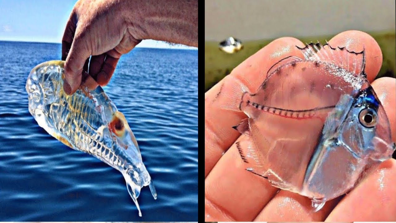 10 MOST TRANSPARENT And INVISIBLE Animals In The World