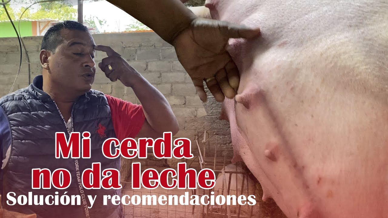 &iquest;Por qu&eacute; a mi cerda no le baja la leche? | Granja San Lucas
