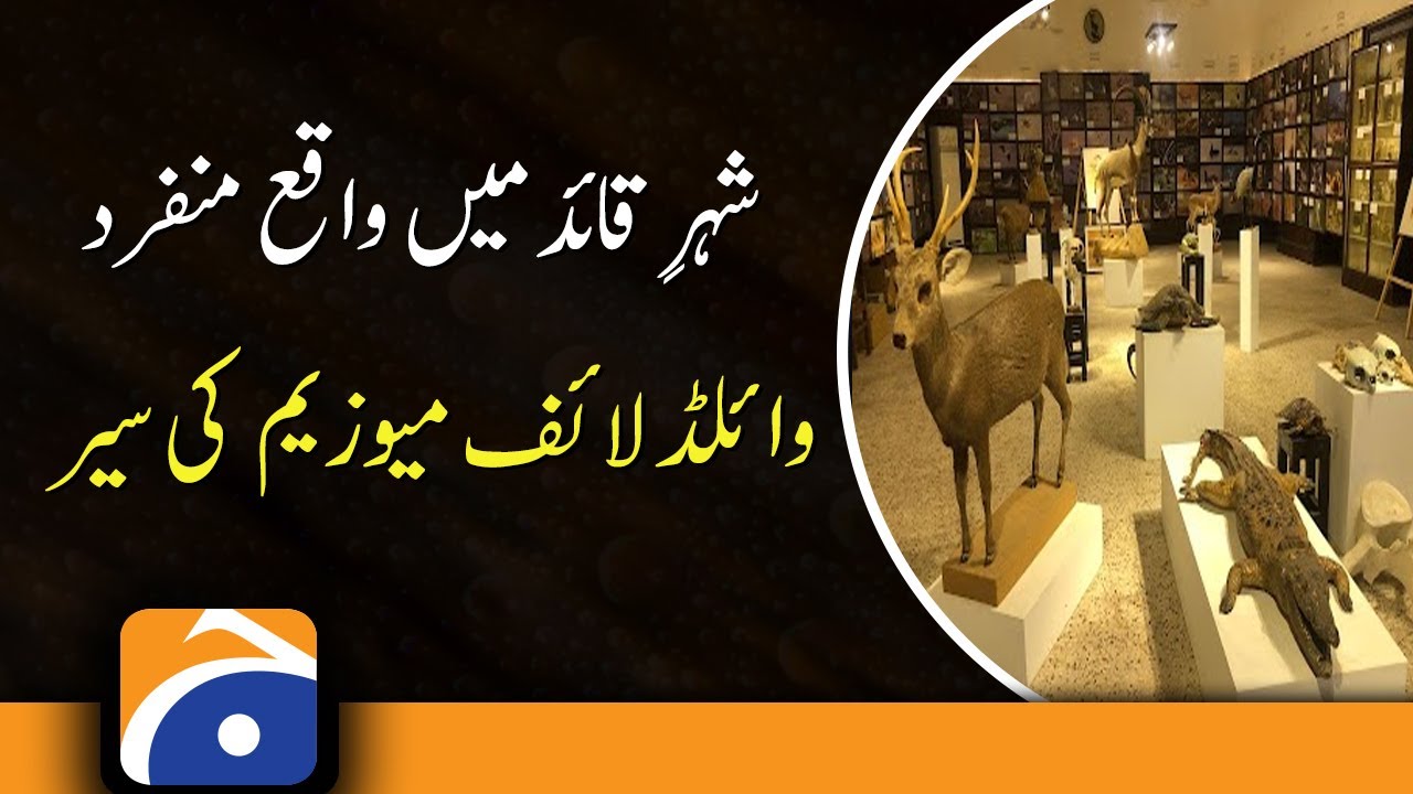 A tour of a unique Wildlife Museum in Karachi..!!