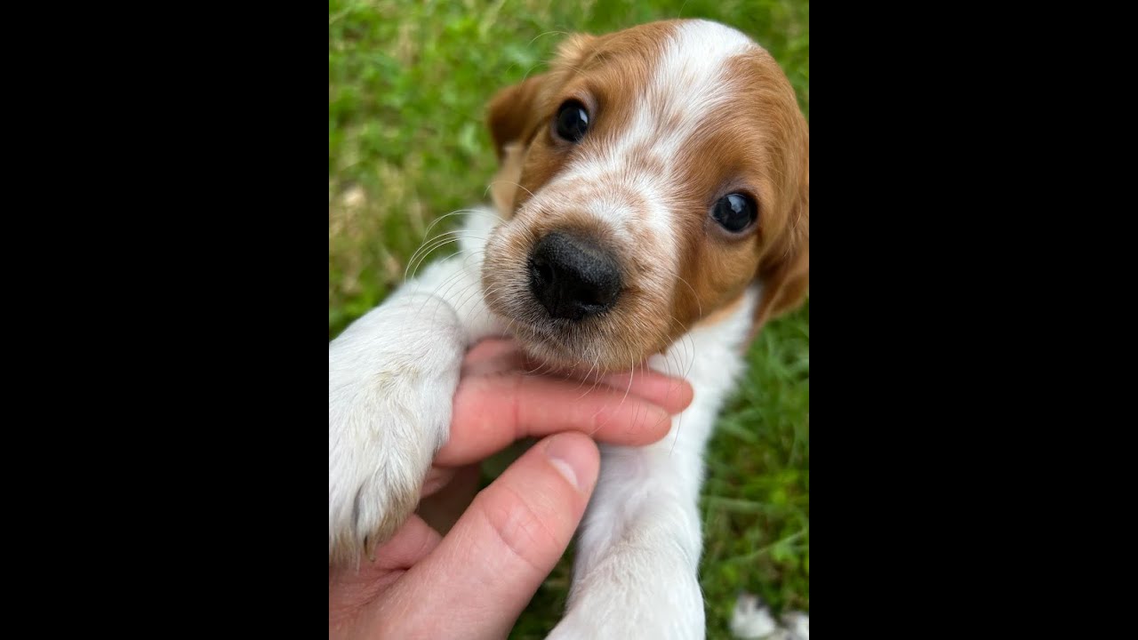 Le Chiot, Virgule l'epagneul Breton !