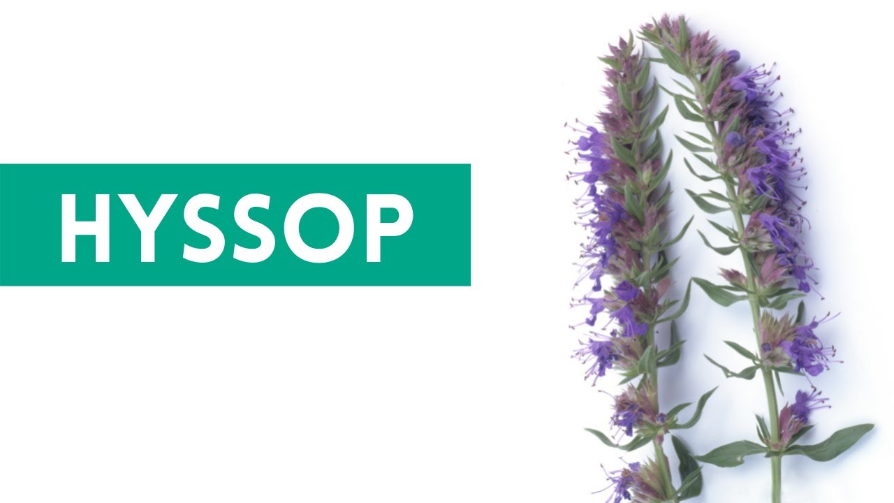 Hyssop - Anise Hyssop, Uses and Benefits