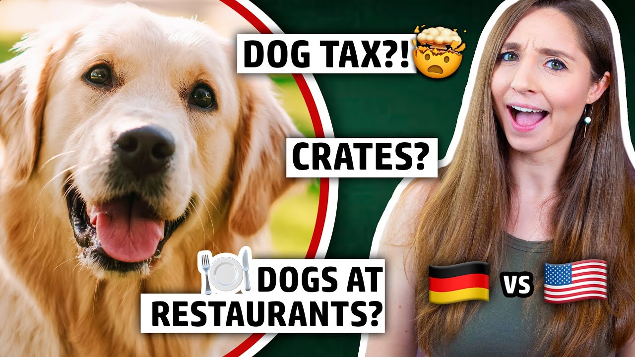 THEY'RE LIKE CITIZENS?! Dogs in Germany vs. USA | Feli from Germany