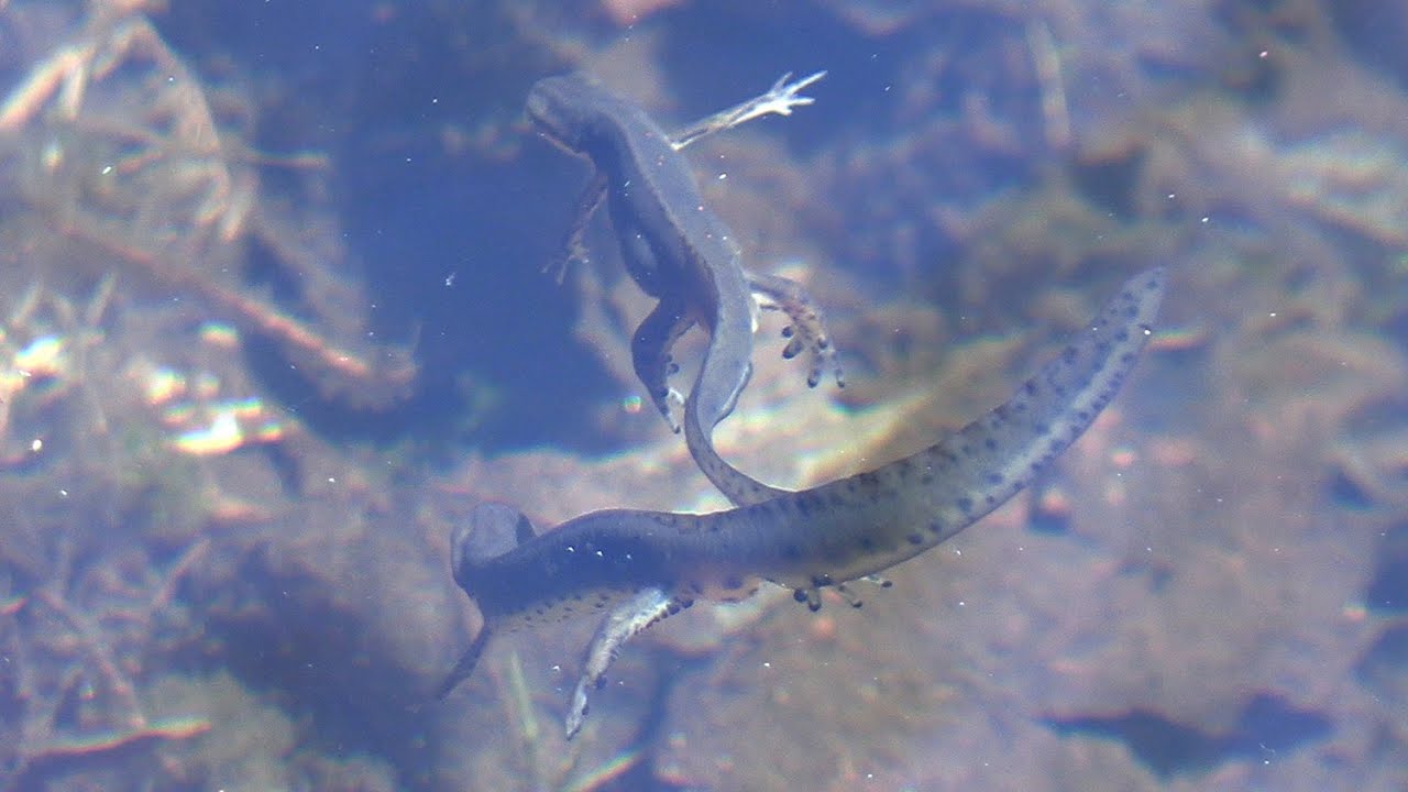 Red-spotted Newt Activity & Spotted Salamander Eggs in April