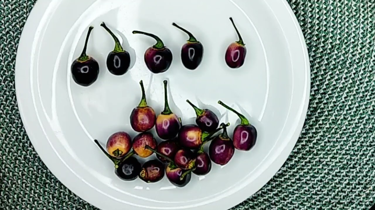 Pimenta 102 - Olho de Mutum, Regional Brasileira, linda e saborosa.