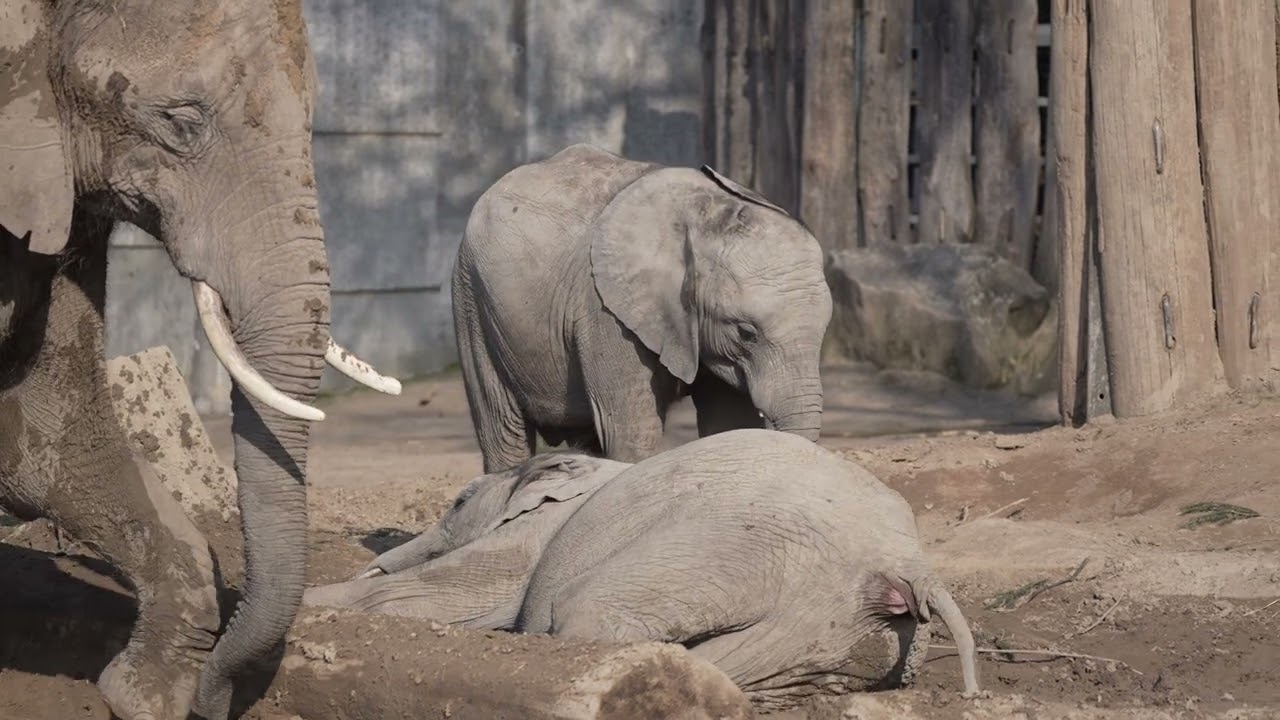 African elephant family,all have the same blood,no circus elephants,it is a family Zoo Videos German