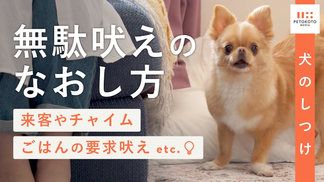 【犬の無駄吠え】インターホン音や来客に吠えるやめさせ方をドッグトレーナーが解説！（興奮吠え/警戒吠え/要求吠え/犬のしつけ/犬が吠える）