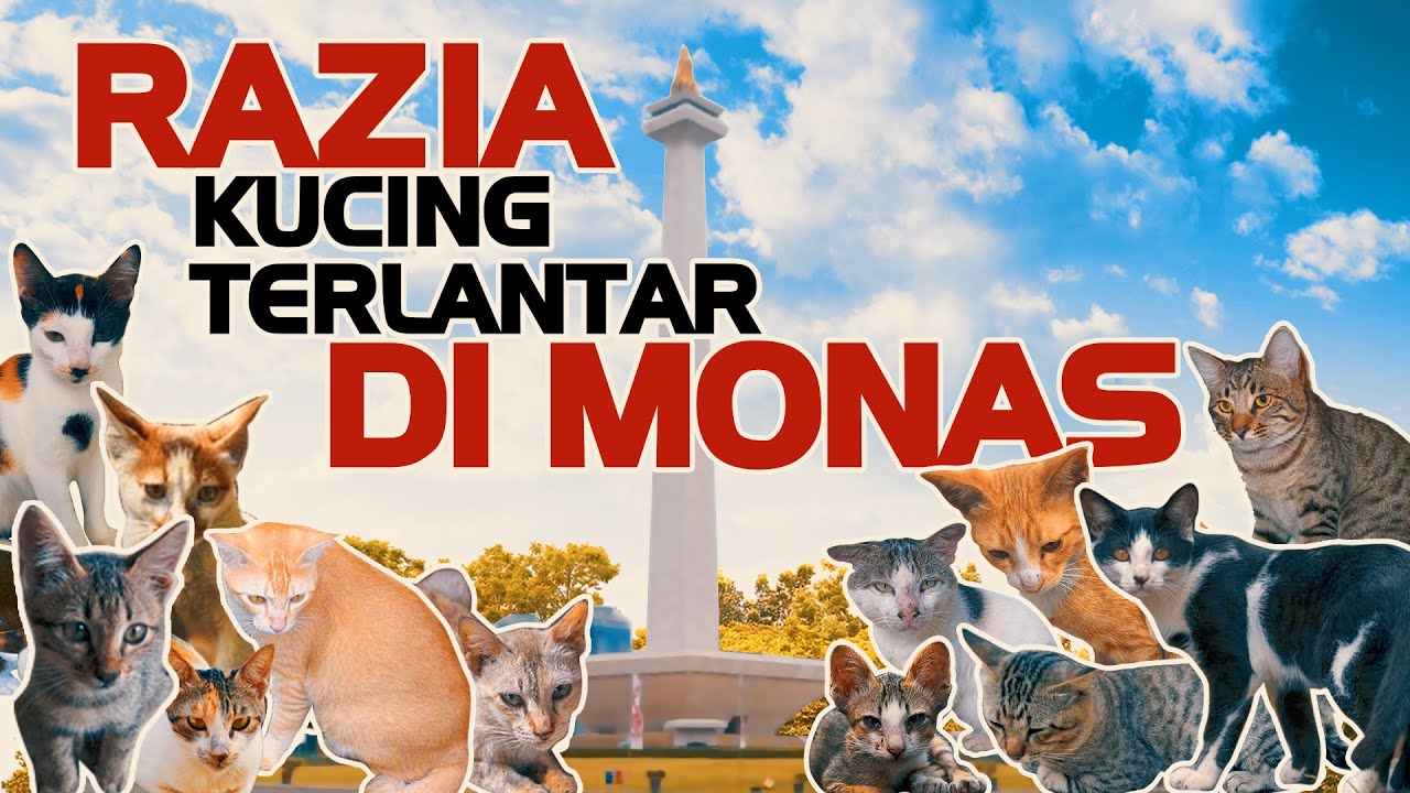 RAZIA KUCING TERLANTAR DI MONAS