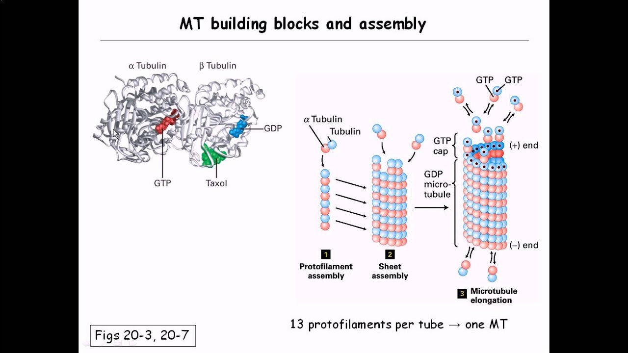 Microtubule structure and assembly