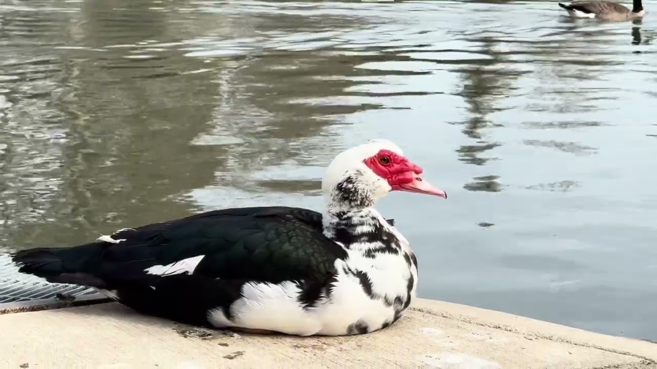Morning with a Nice Duck.