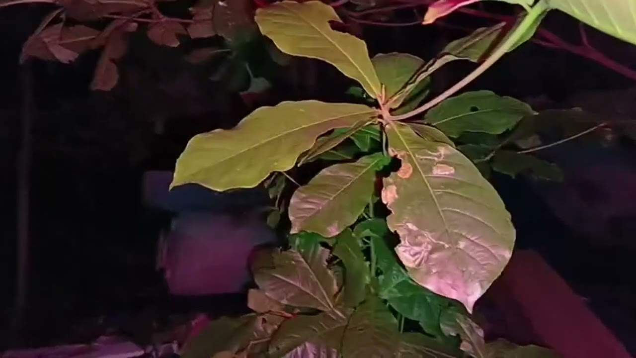 Sorotan 1.00.03 - 1.05.03 dari Live Misteri Malam !! Lokasi Angker